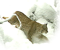 Lynx on the hunt